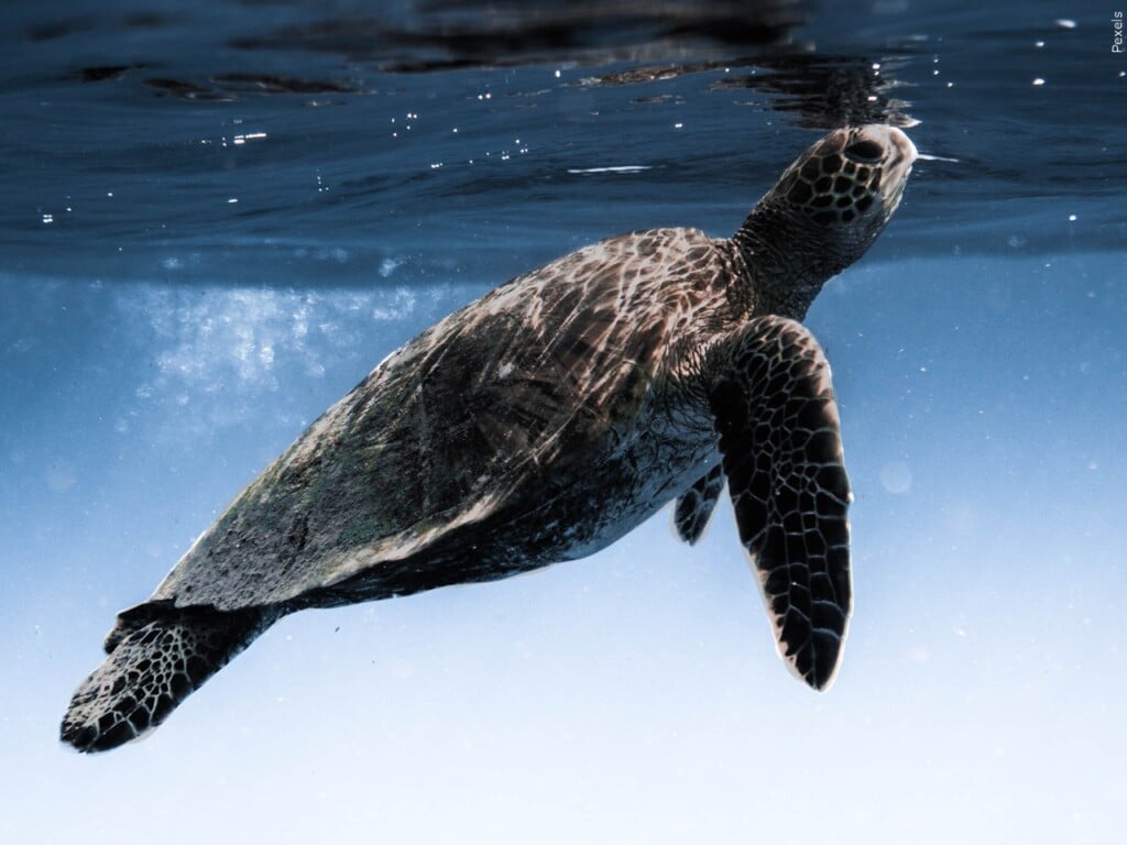 sea turtle