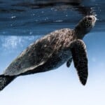 sea turtle