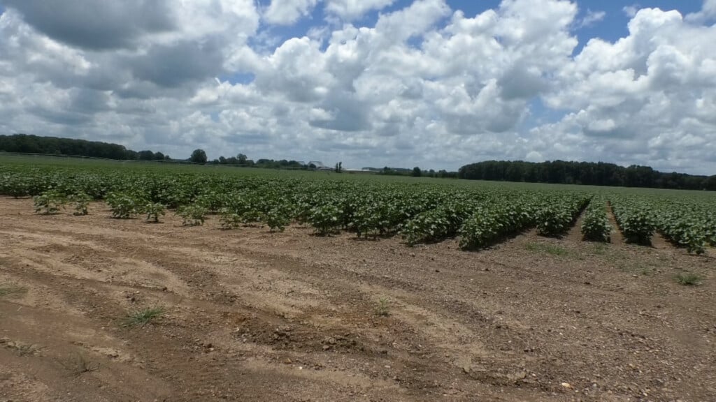 Bogue Chitto Cotton Gin GM explains impact of cotton reduction