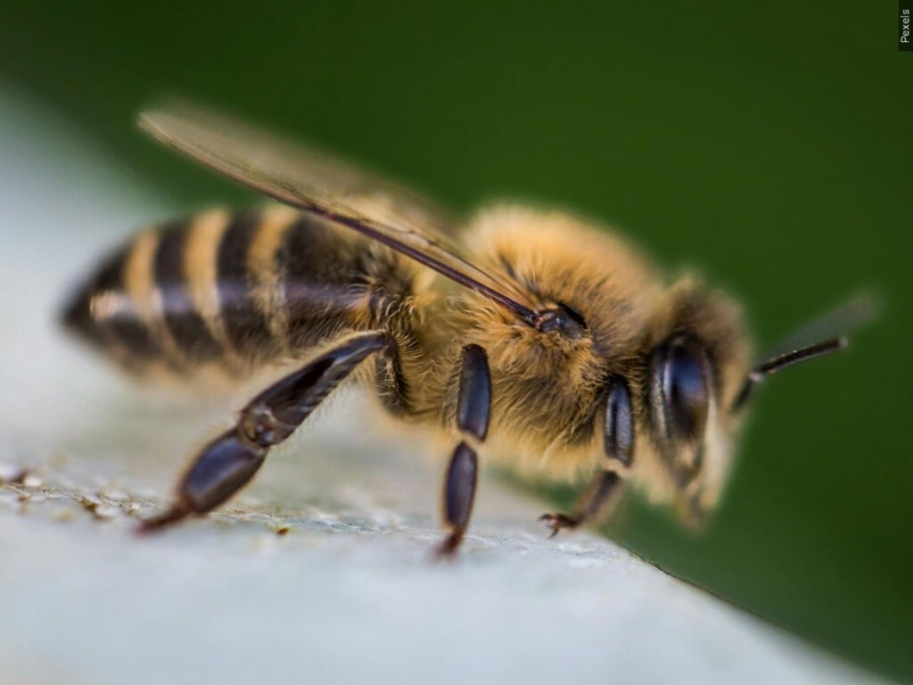 Bee