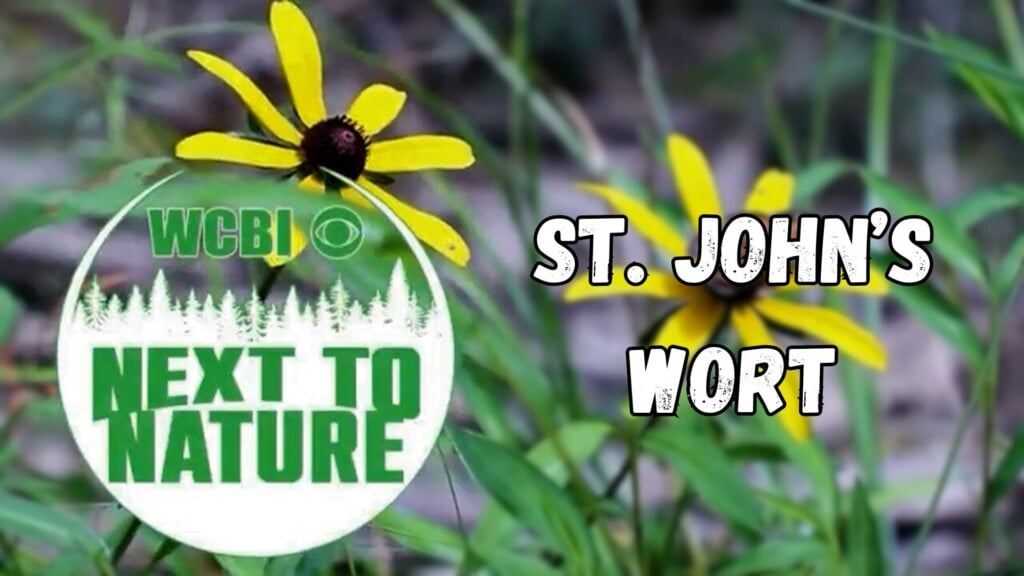 Next to Nature (St. John's Wort) - 08/13/2025