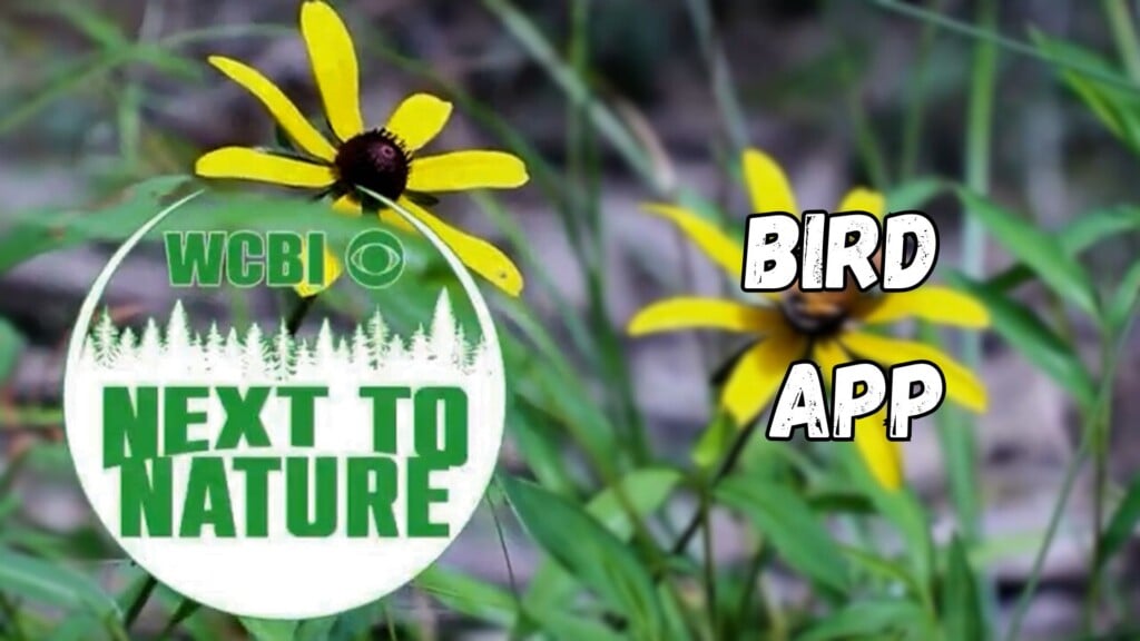 Next to Nature (Bird App) - 08/20/2025