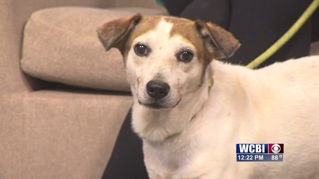 Pets Without Partners (bob) 08/01/25