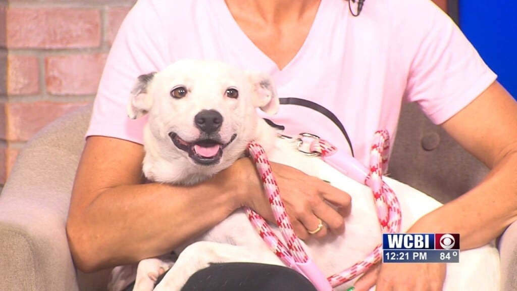 Pets Without Partners (roland) 08/29/25