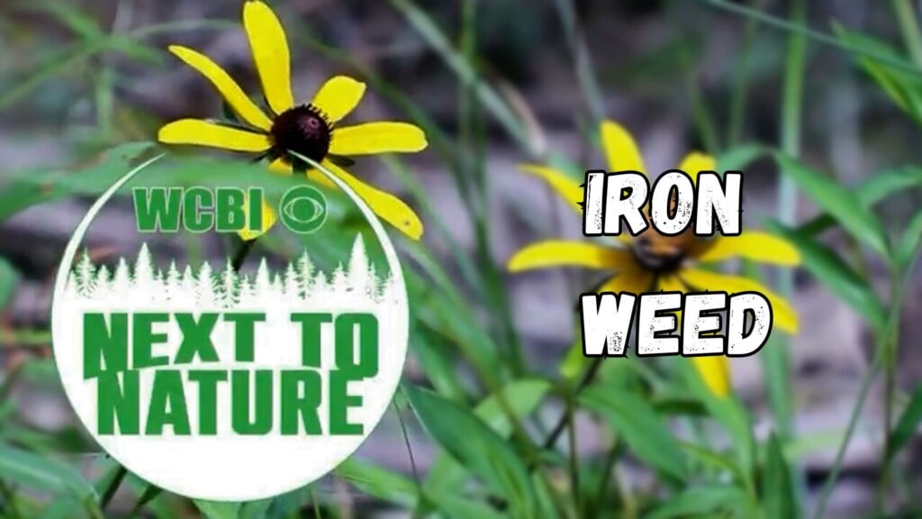 Next to Nature (Iron Weed) - 09/17/2025