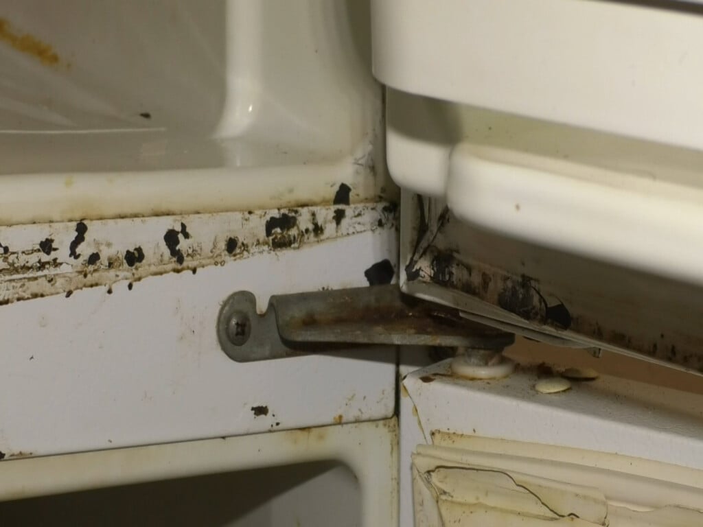 Mold In Fridge
