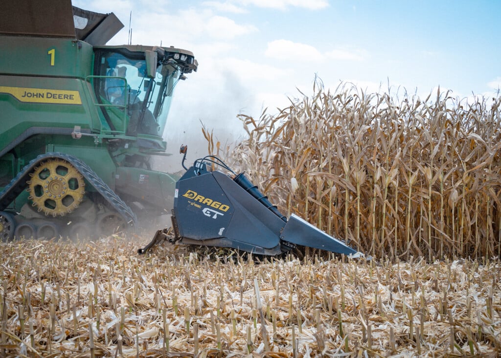 Green farm machinery harvests dried, brown corn plants.