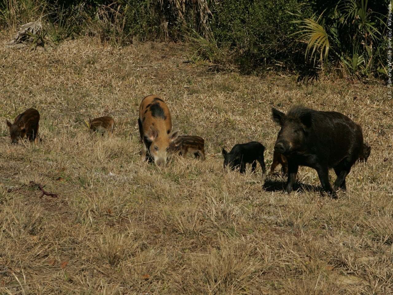 Mississippi helps farmers rid properties of wild hogs