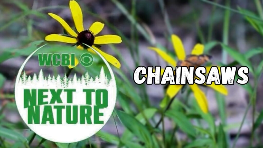 Next to Nature (Chainsaws) - 10/29/2025