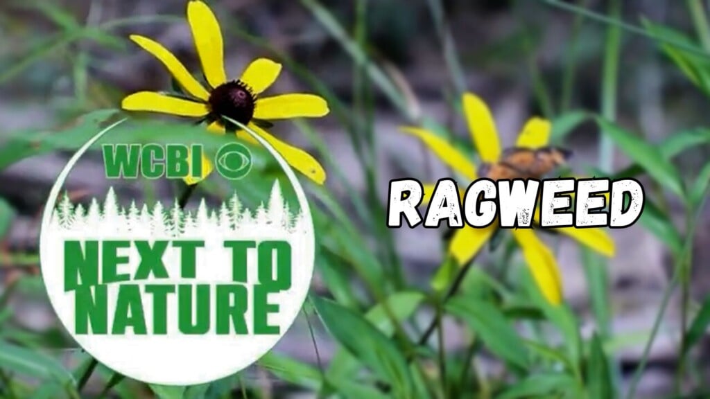 Next to Nature (Ragweed) - 10/01/2025