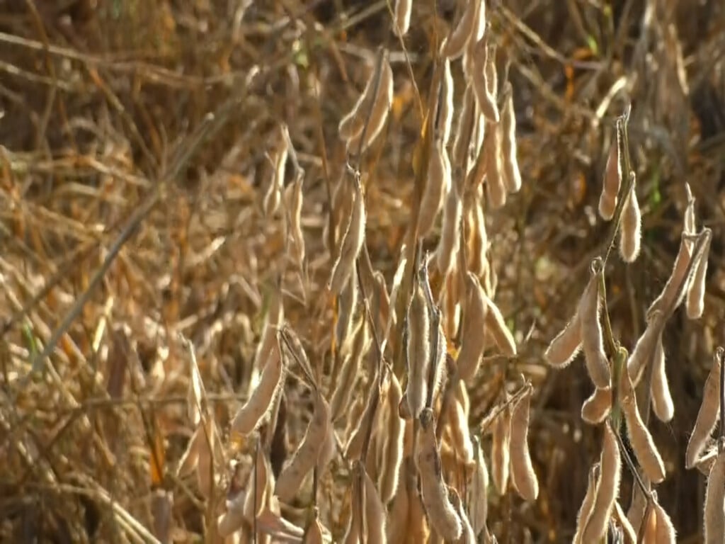 Soybean harvest underway in Mississippi