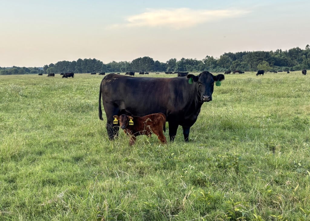 Alt text: A cow and a calf stand in a pasture.