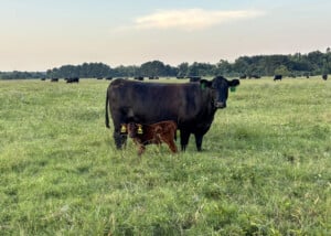 Alt text: A cow and a calf stand in a pasture.