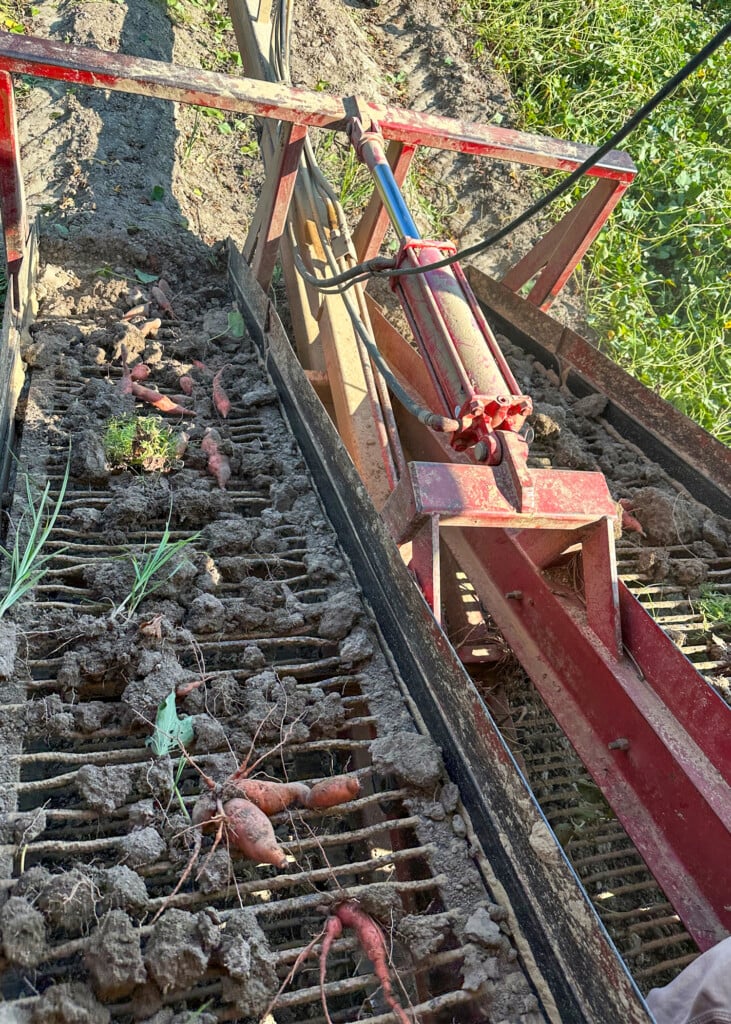A farm implement pulls sweet potatoes from the ground.