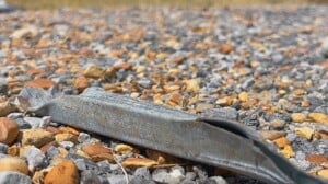 Lowndes Co. Supervisors work to decrease traffic/road hazards