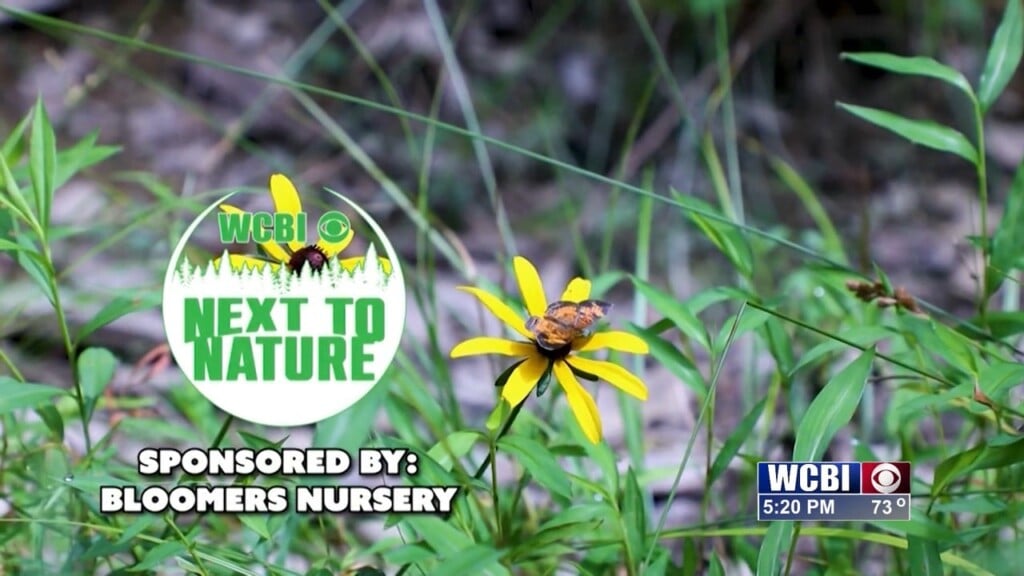 Next To Nature (acorns) 11/19/2025