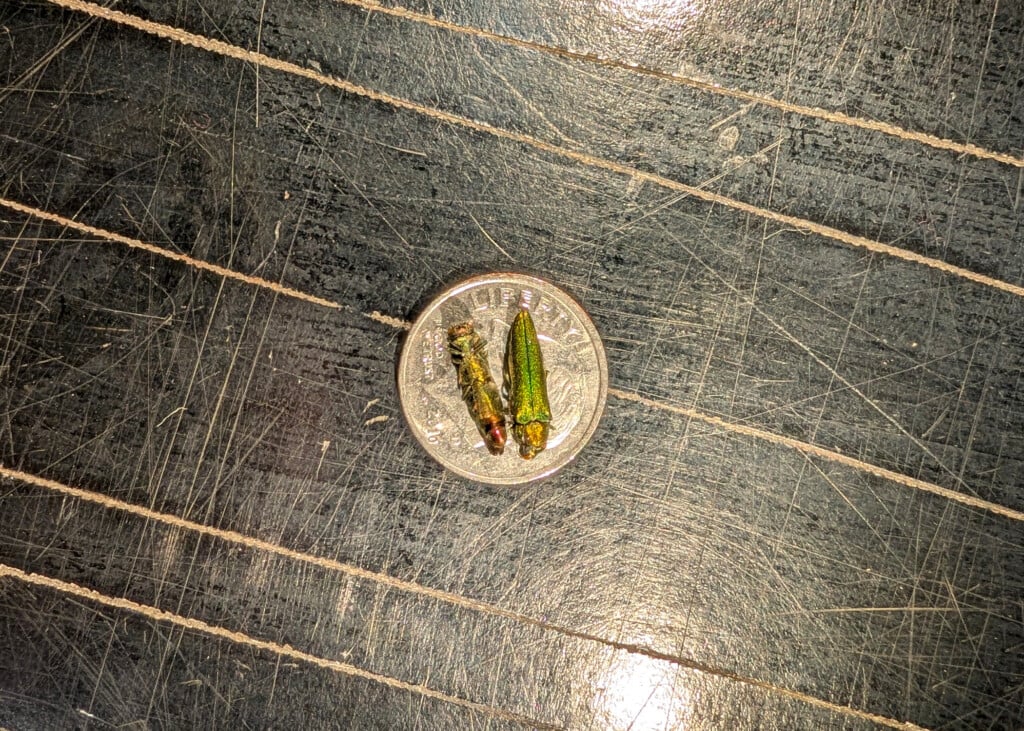 Two/Four small green insects are seen on a dime.