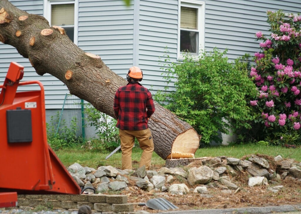 Tree cutter removing a tree from a home landscape.