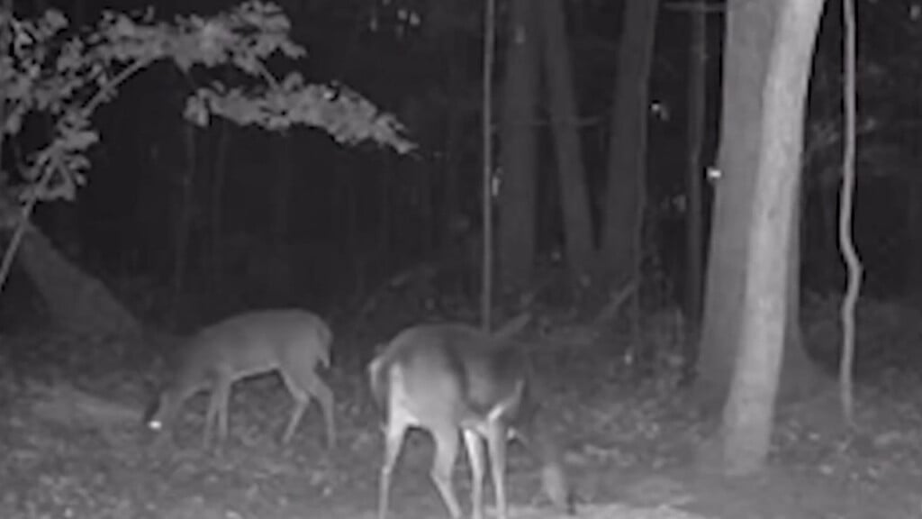 F Hunting Safety Vo00 00 00 00still001