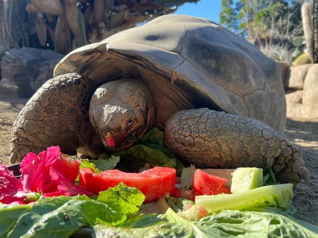 Gramma, a 141-year-old Galapagos Tortoise