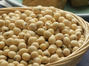 Soybean