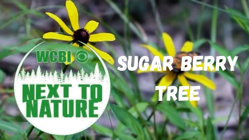 Next To Nature (Sugar Berry Tree) - 11/26/2025