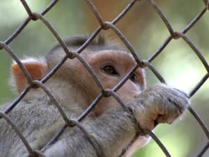 Rhesus monkey