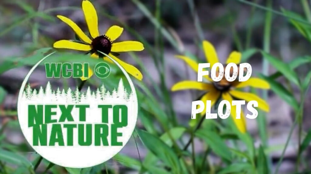 Next to Nature (Food Plot) - 12/17/25