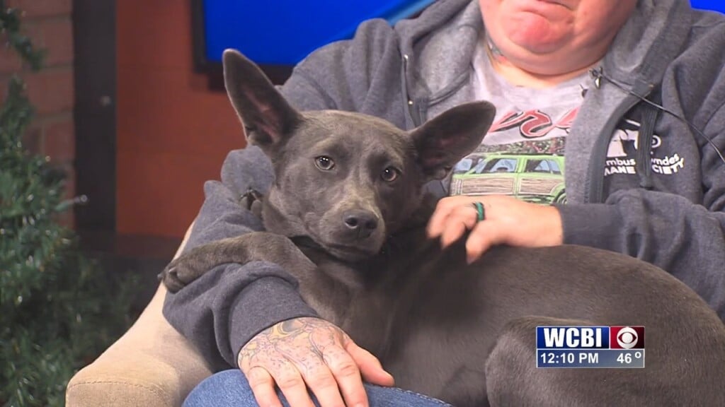 Pets Without Partners (gigi) 12/19/25