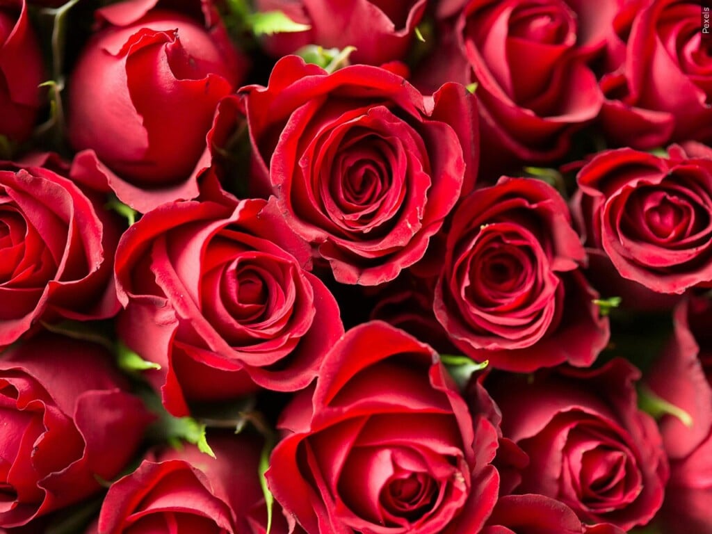 Red Roses