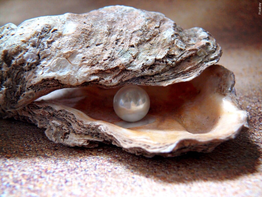 Oyster