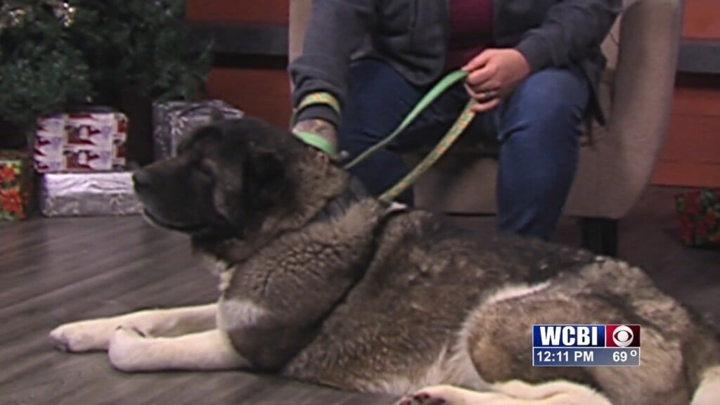 Pets Without Partners (akeely) 12/26/25