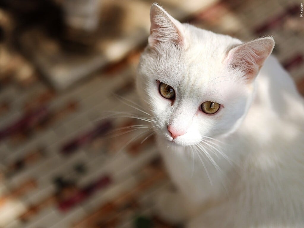 White Cat