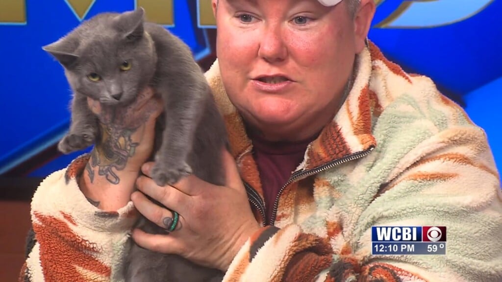 Pets Without Partners (dixie) 12/12/25