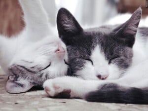 Two cats curled up together