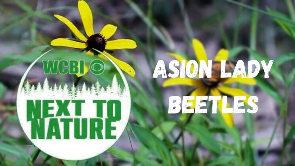 Next to Nature (Asian Lady Beetles) - 12/03/2025