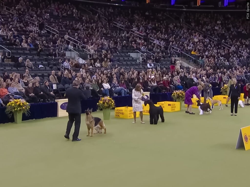 Westminster Kennel Club Best in Show Contestants lined up