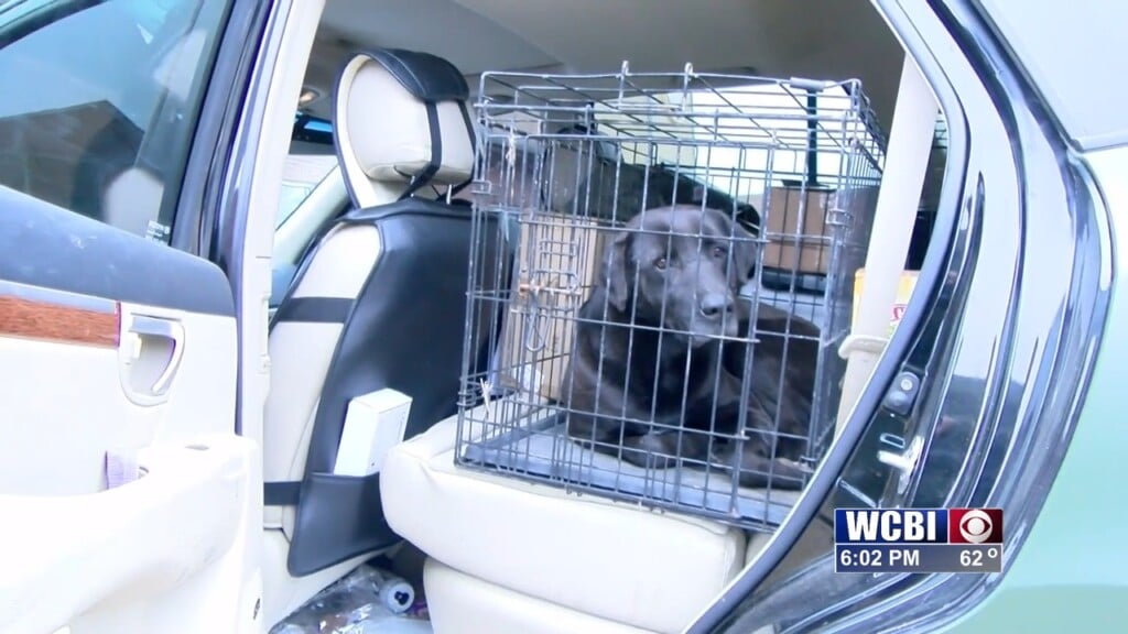 An Update On The 200 Dogs Discovered On A Property In Nettleton