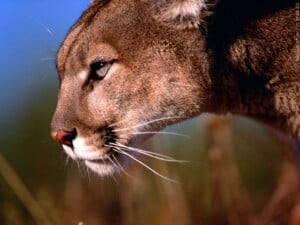 Cougar, Mountain Lion