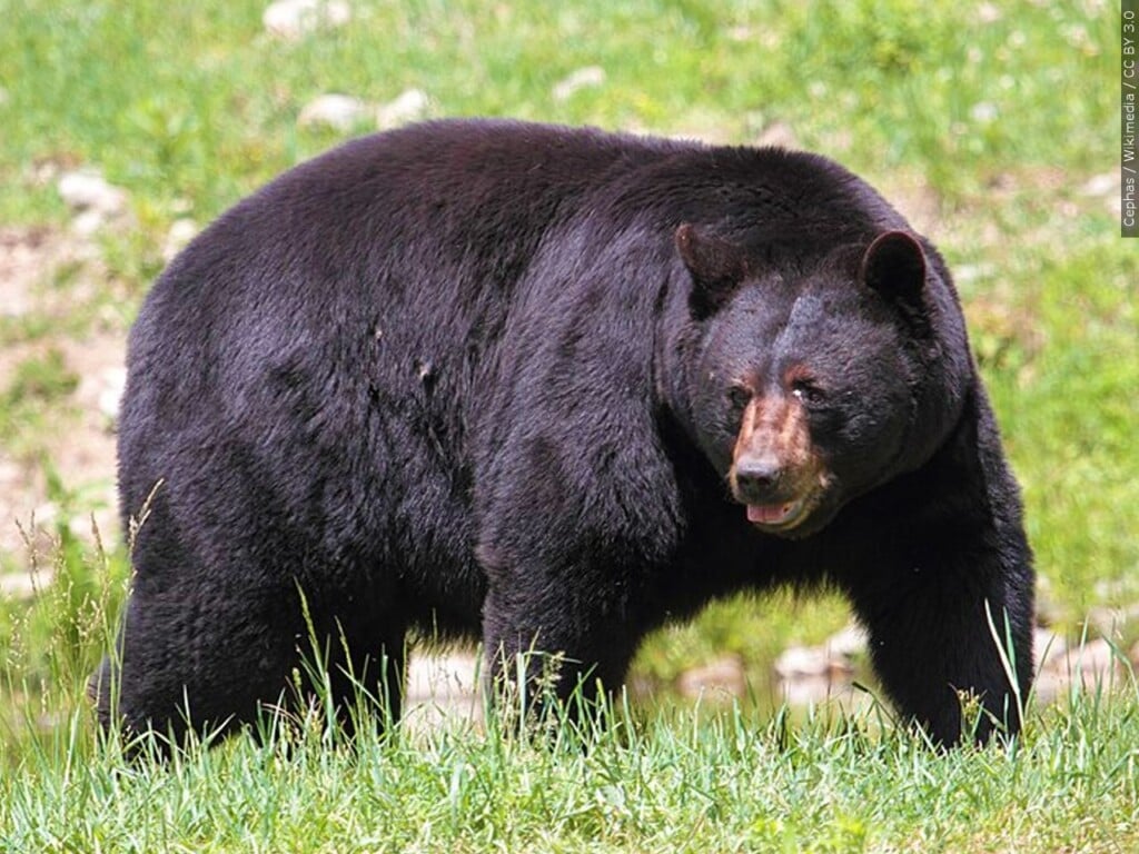 Black bear