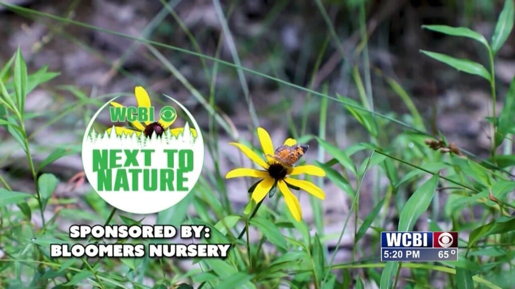 Next To Nature (winter Clothing) 01/07/25