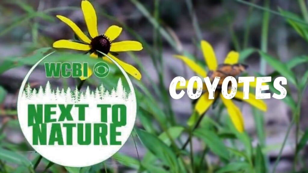 Next to Nature (Coyotes) - 01/14/26