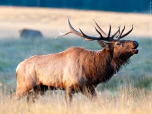 Elk
