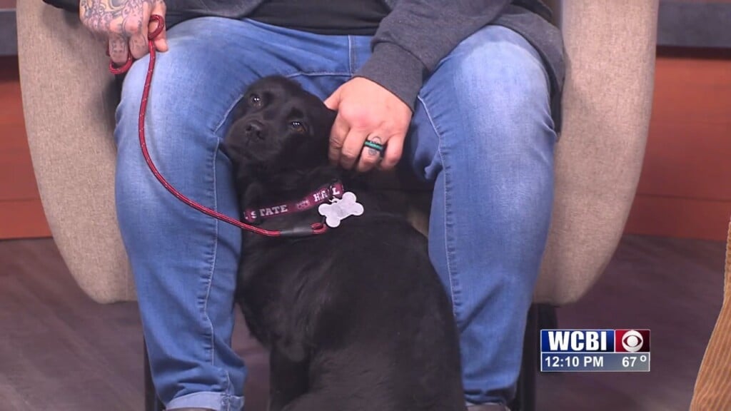 Pets Without Partners (stella) 01/09/26