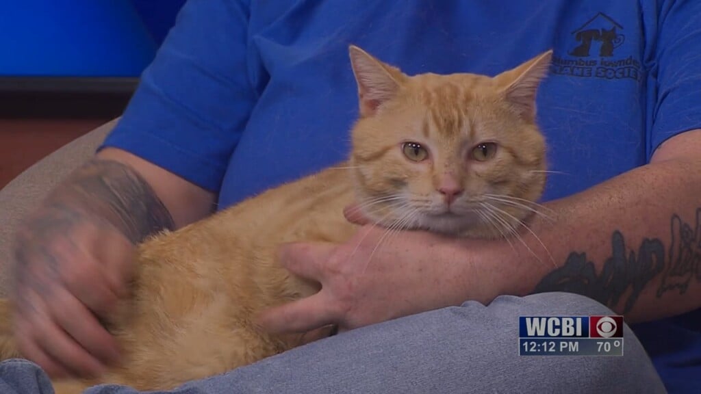 Pets Without Partners (garfield) 02/20/26