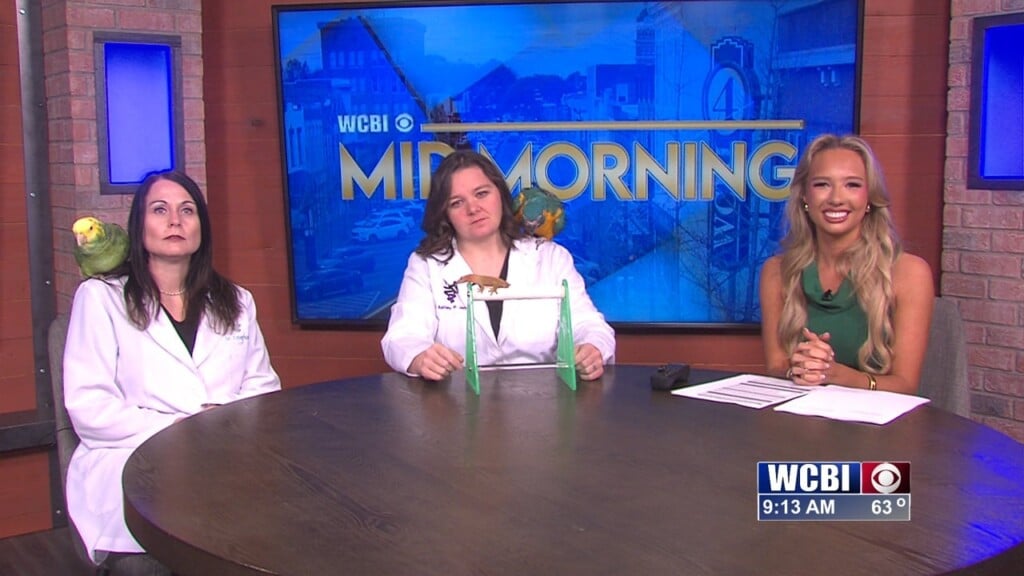 Mid Morning (exotic Animals Emerson Animal Hospital) 02/11/26