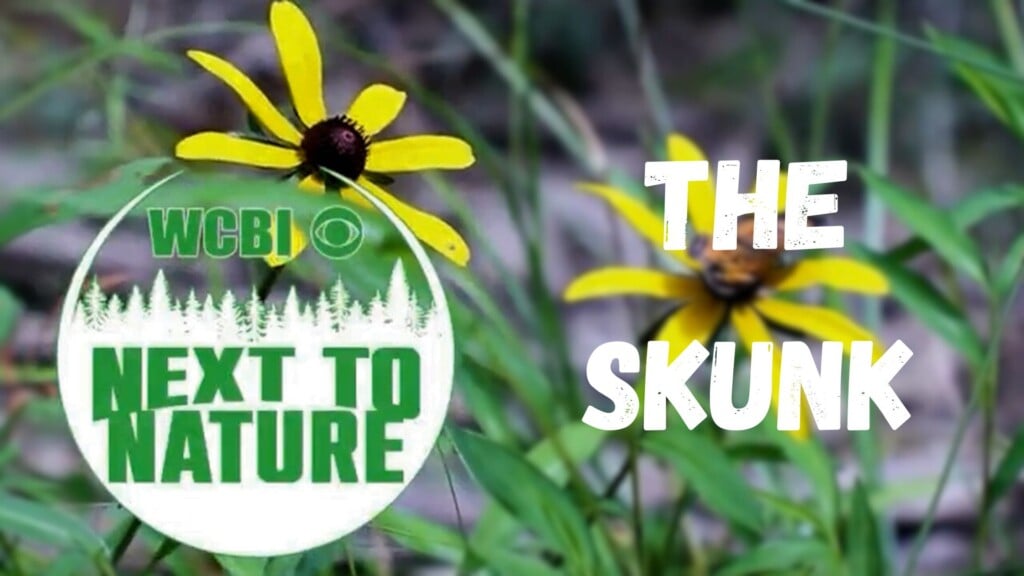 Next to Nature (The Skunk) - 02/11/26