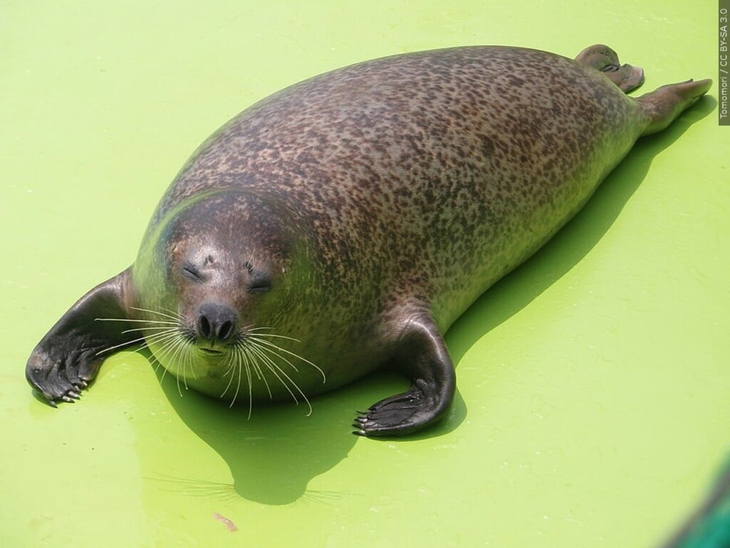 Seal