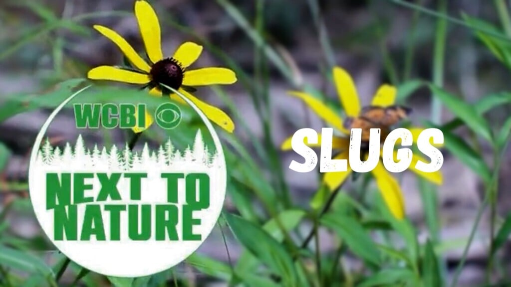 Next to Nature (Slugs) - 02/04/26