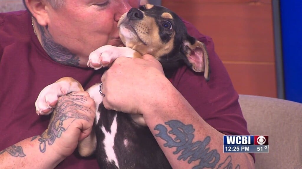 Pets Without Partners (taylor) 02/13/26